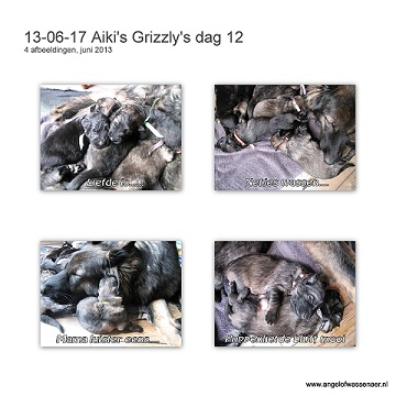 Aiki's Grizzly's dag 12, onze pups zijn nu 11 dagen oud en de ogen gaan open!